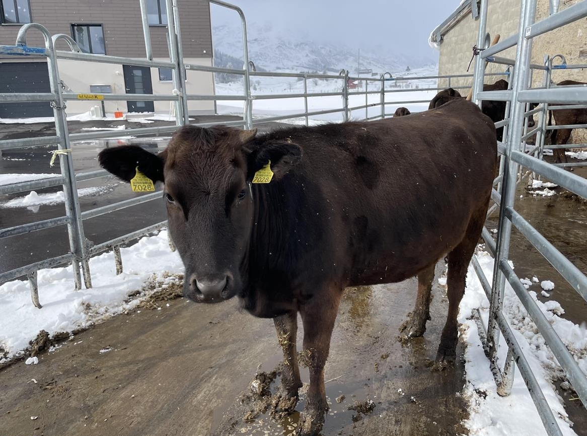 Wagyu Rind tragend zu verkaufen