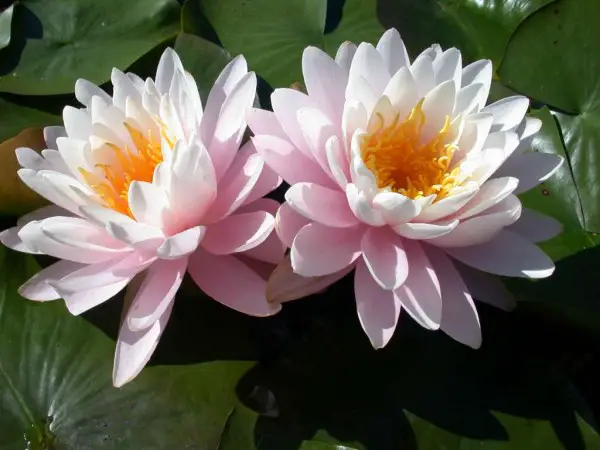 Seerose Nymphaea "Ray Davies"