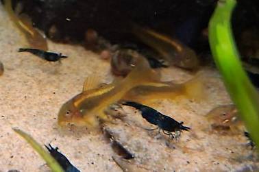 Corydoras CW10 Gold Stripe