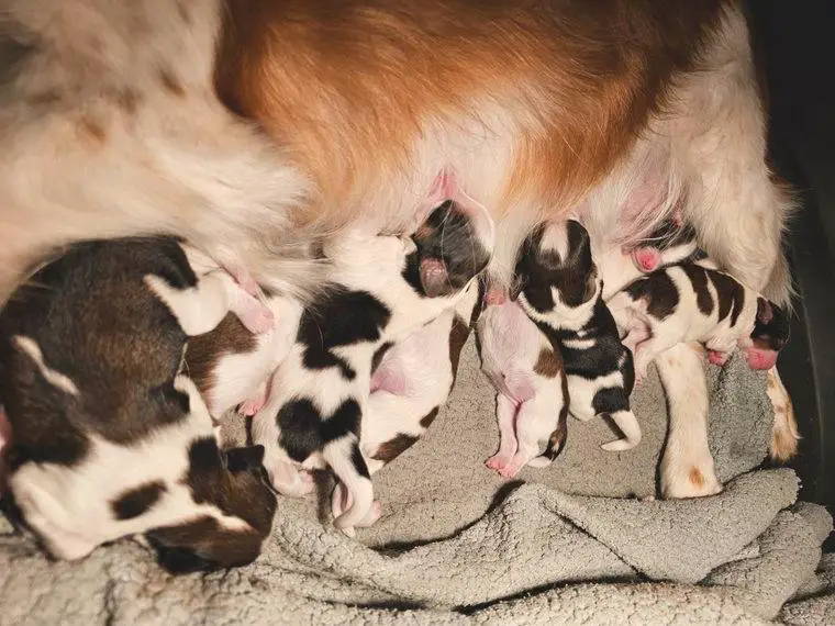 Neuer Wurf Kooikerhondje Welpen