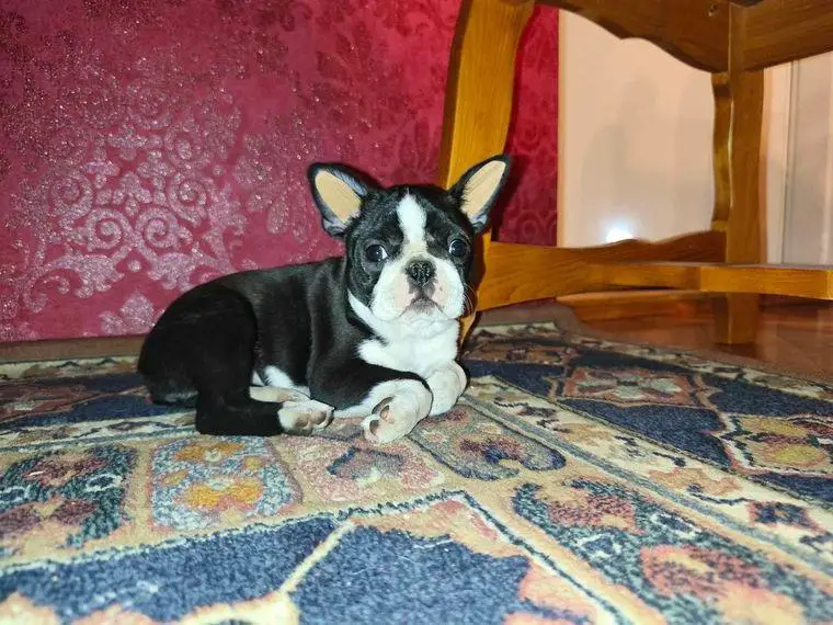 Boston terrier welpen
