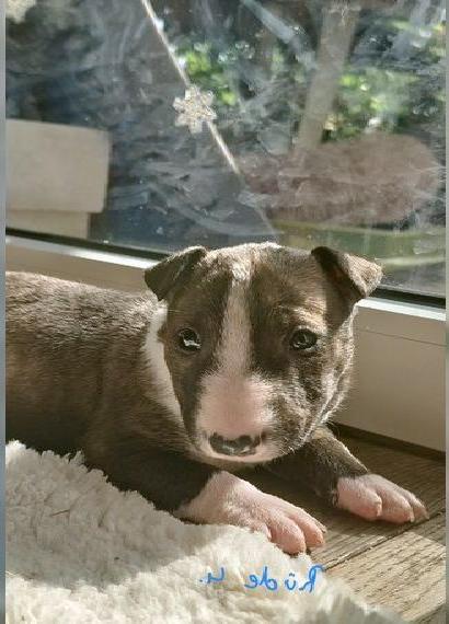 Miniature Bullterrier Welpen