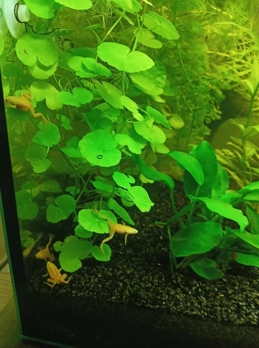 Junge Zwergkrallenfrösche, Gold Frösche fürs Aquarium