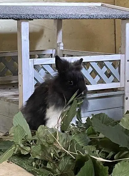 Zwergkaninchen suchen dich aus seriöser Auffangstation