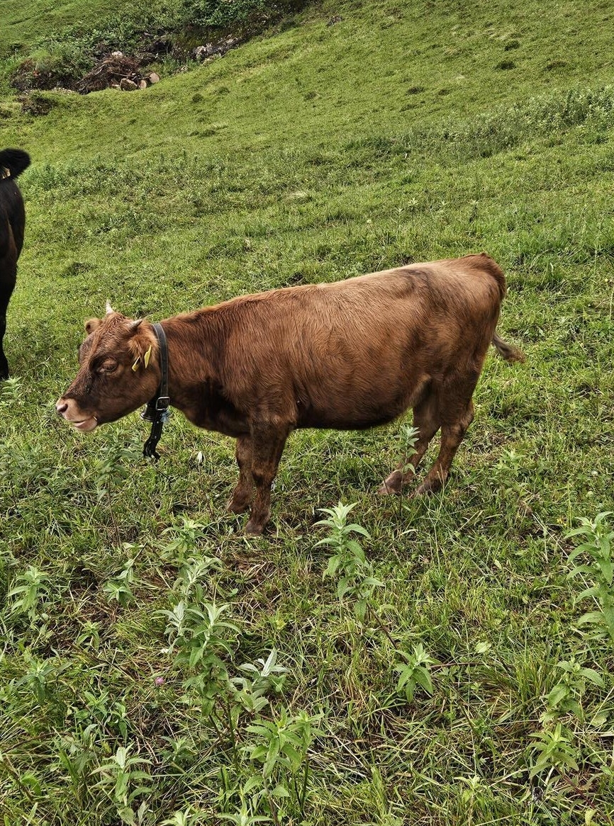 Dexter Absetzer rot mit Horn