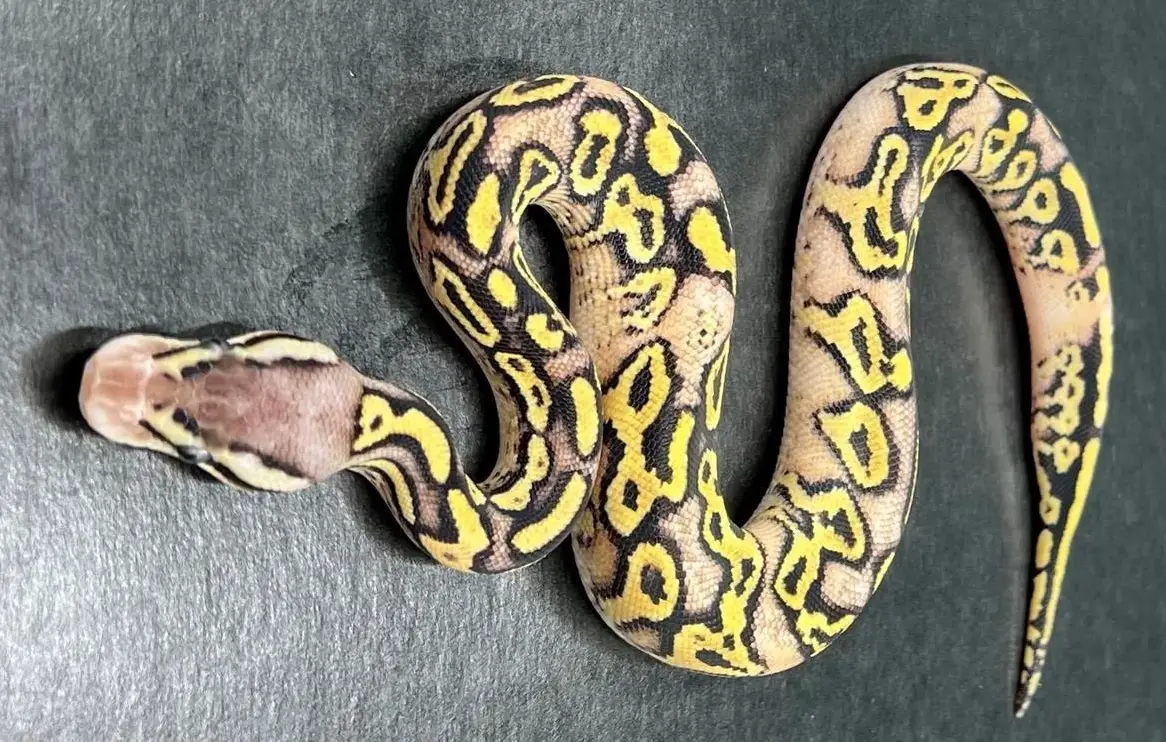 0.1 Bongo, Pastel, Het 100% Clown, pos. Neon