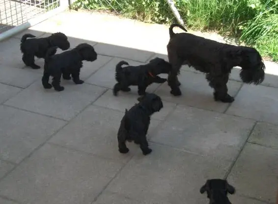 Reinrassige Zwergschnauzer Welpen zu verkaufen