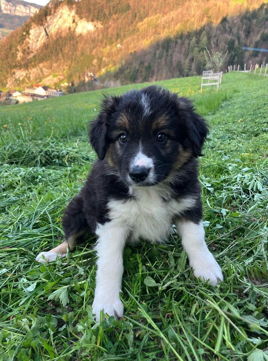 Border Collie Welpe, männlich sucht Lebensplatz