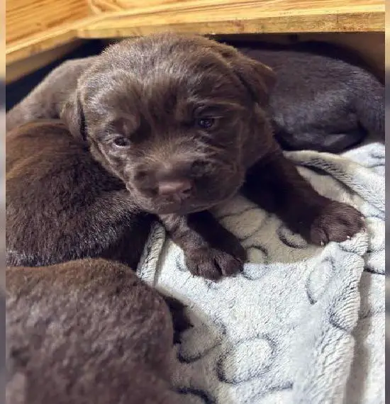 Osterbabys Labrador Welpen Braun vom Züchter