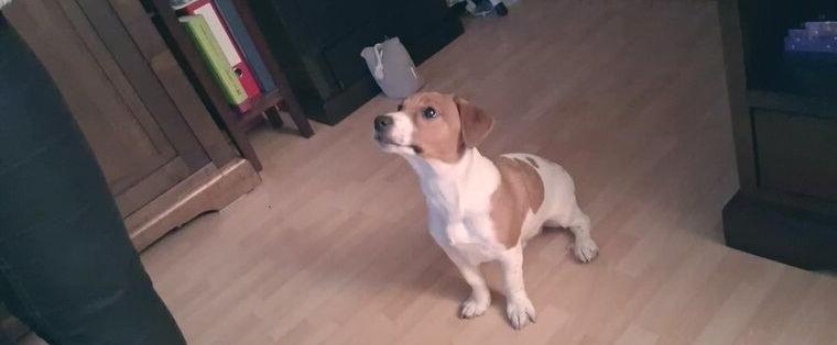 Jack Russell Welpen