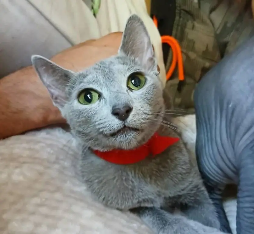 Russisch Blau katze kitten Katzenbaby chat