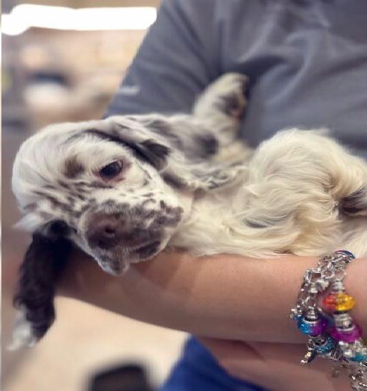 American Cocker Spaniel Rüde auf der Suche nach einer liebevollen Familie