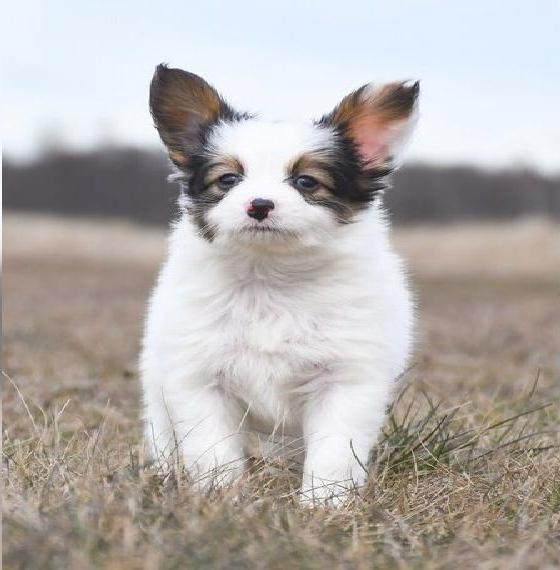 Papillonwelpe Rüde mit VK / VDH Papieren
