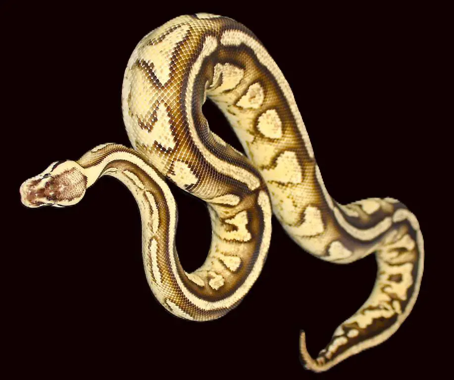 0.1 Gravel, Specter, Citrus Pastel