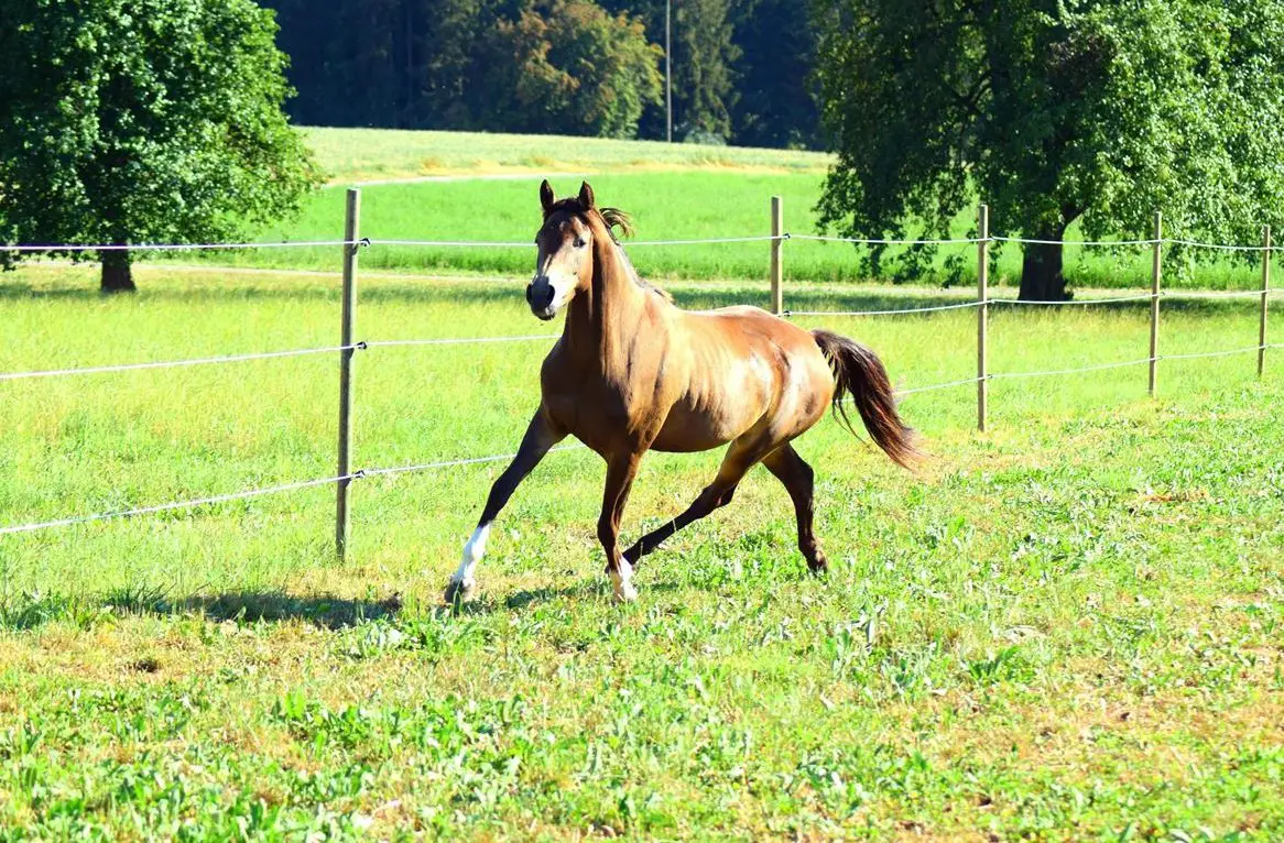 Reitbeteiligung: Gemeinsam mit vielseitigem Sportpony weiterkommen