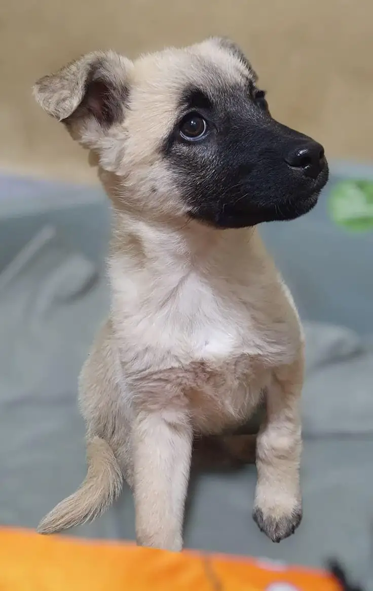 Junge Mischlingshündin Atina sucht ein Zuhause