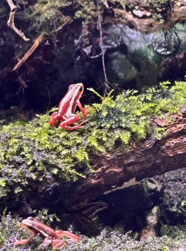 Schöne Epipedobates tricolor, Dreistreifen Baumsteiger