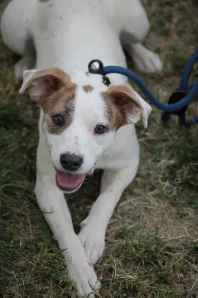 Tofu: Mischlingshündin ca. 1,9 Jahre, auf PS 72820 Sonnenbühl