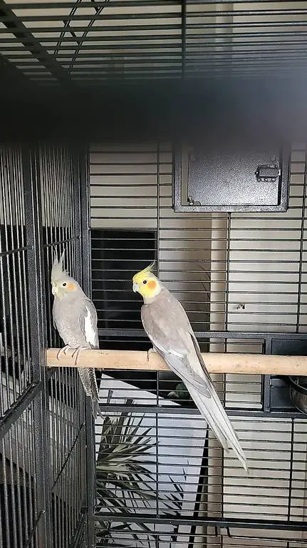 Calopsitte élégante