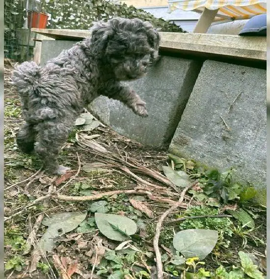 Süsse Toy Aussiedoodle F1b