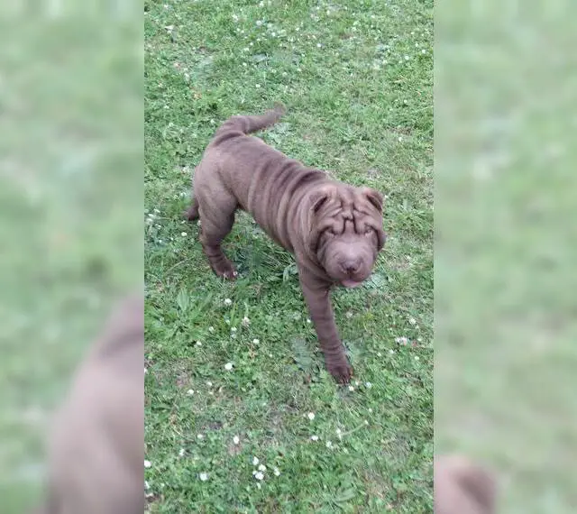 Shar-Pei Welpe Junge
