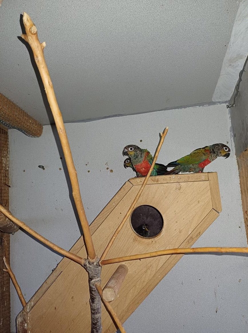 Rotbauchsittiche mit DNA zu verkaufen