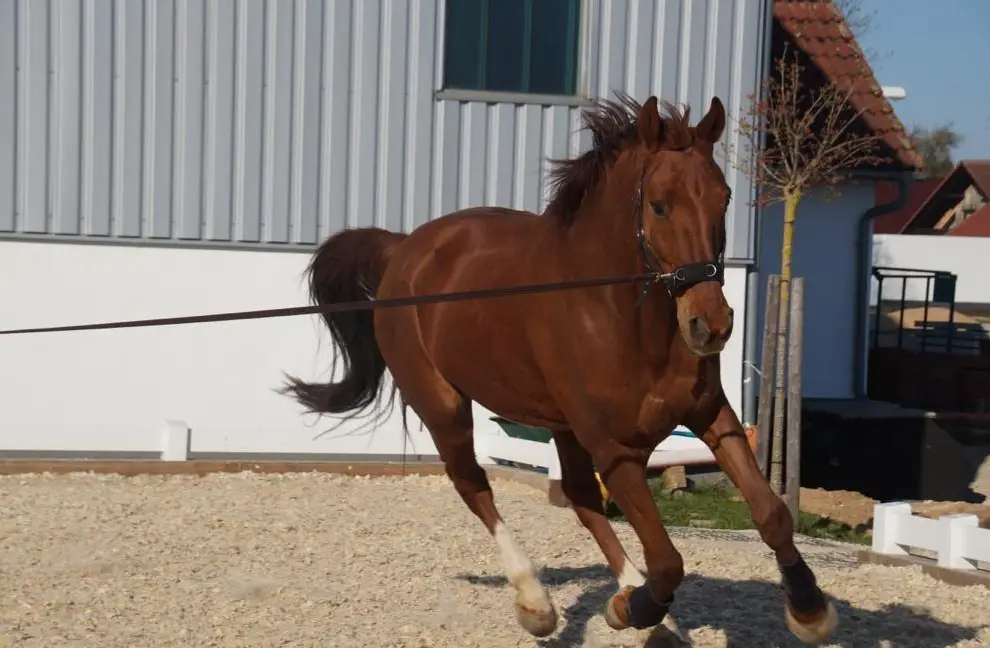 Reitbeteiligung für Fuchs Wallach in Benken SG