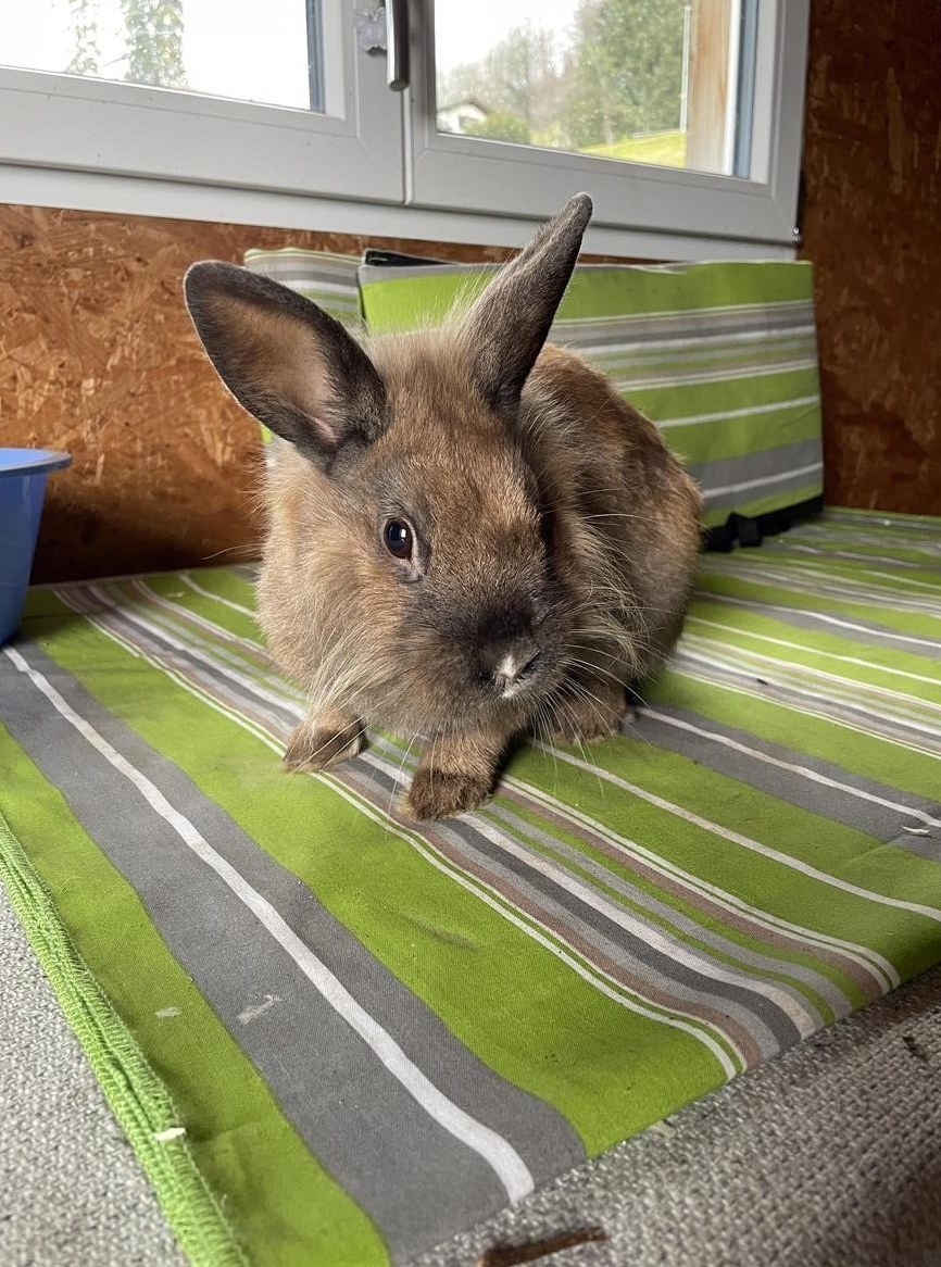 Löwenkopf Mischling, männlich abzugeben