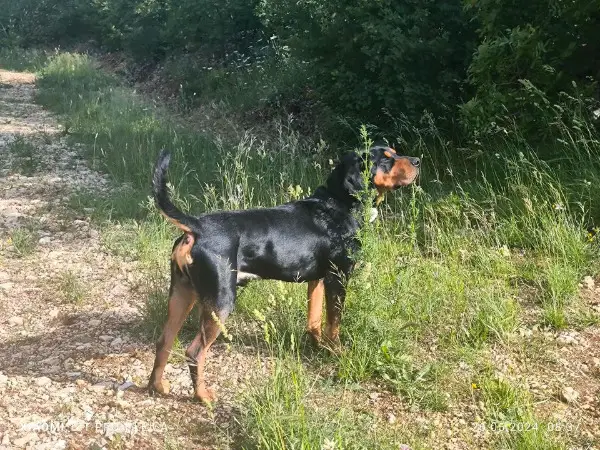 Jagdhund Erdélyi Kopó Transylvnischer Laufhund
