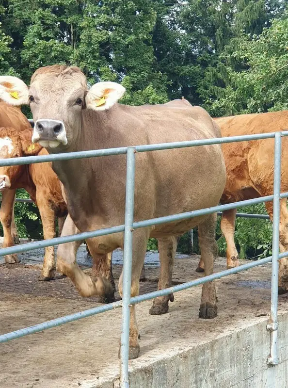OB Rind, sehr zahm zu verkaufen