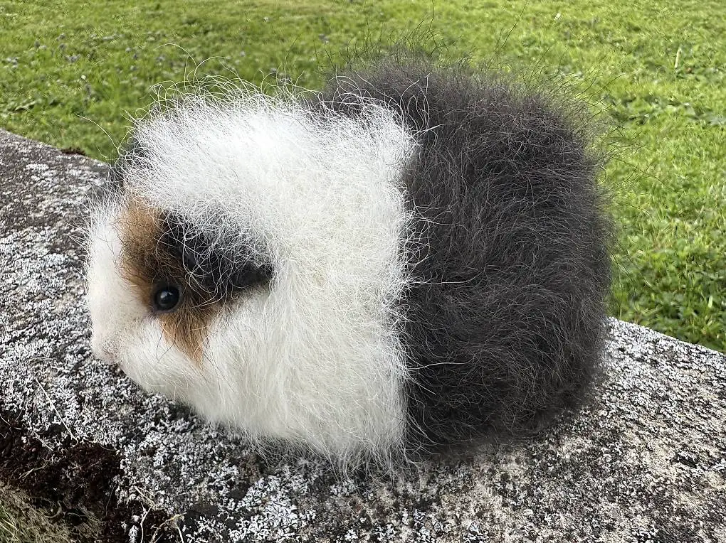 Meerschweinchen Baby CH Teddy (4)