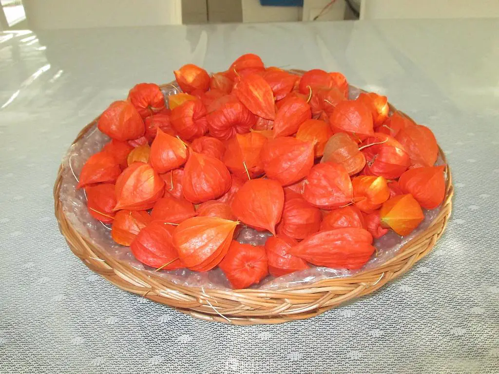 deko korb mit 50 lampionblumenosten