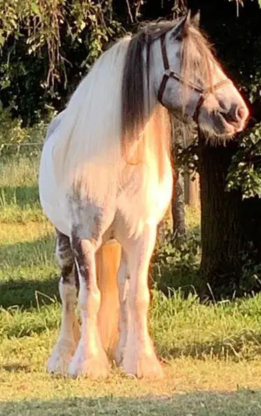 Reitbeteiligung für Tinker Wallach Boby, Thörigen BE