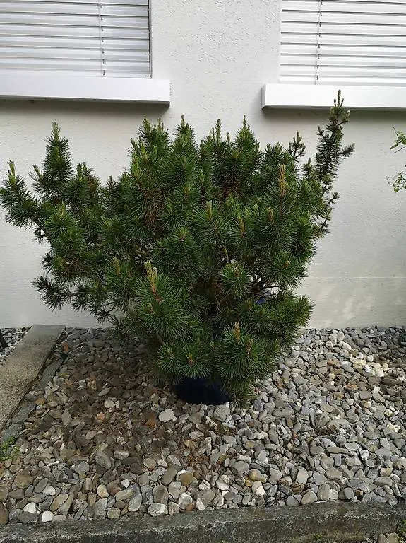 Bergfichte in blauen Topf