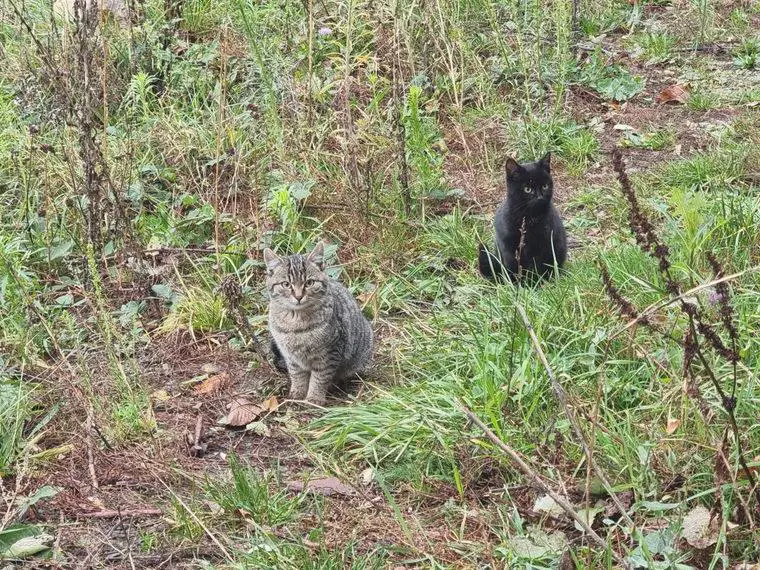 2 süsse Kitten vom Bauernhof