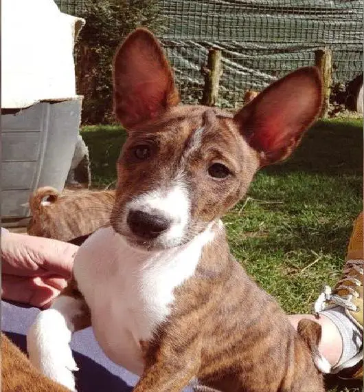 Basenji Welpen mit FCI Papieren