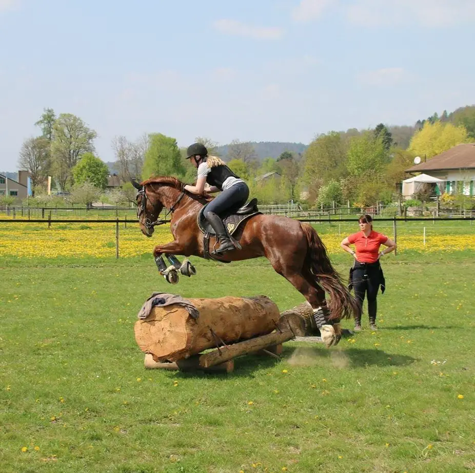 Reitunterricht - Ausbildung Pferd & Reiter