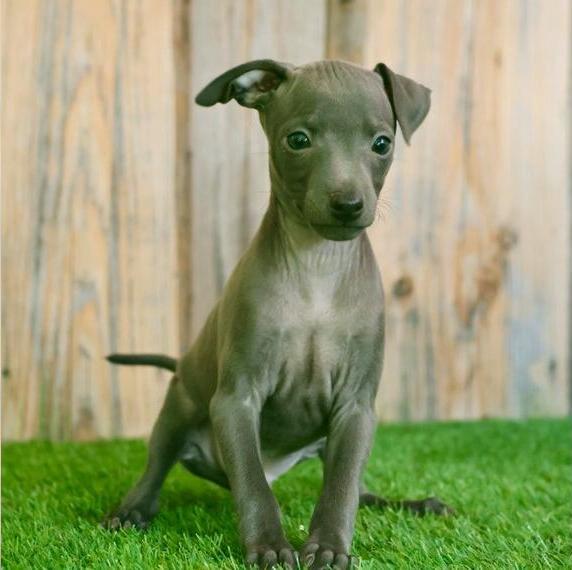 Exclusive Italienische Windspiel Welpen mit Ahnentafel