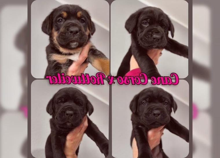 Noch 4 von 7 Cane Corso x Rottweiler Welpen