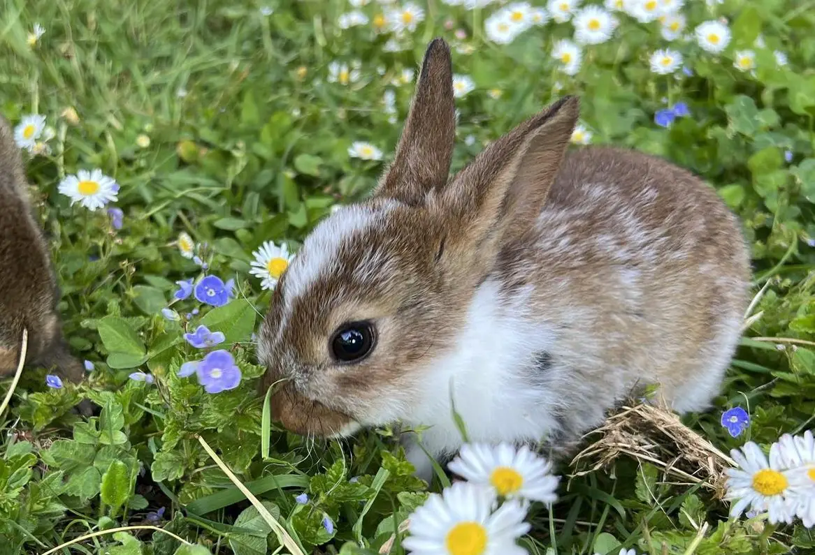 Junge Samtkaninchen, an Menschen gewöhnt