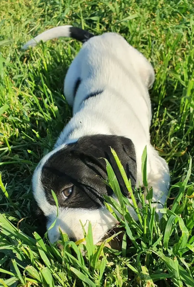 Welpe Georgi sucht sein Forever - Home