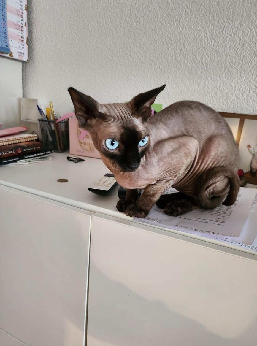 Einzigartiger Sphynx Kater, 3-jährig, kastriert mit eisblauen Augen