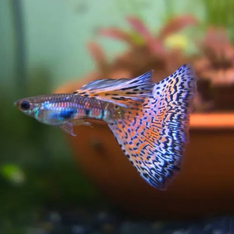 Guppy Lazuli Red Grass. RARITÁ