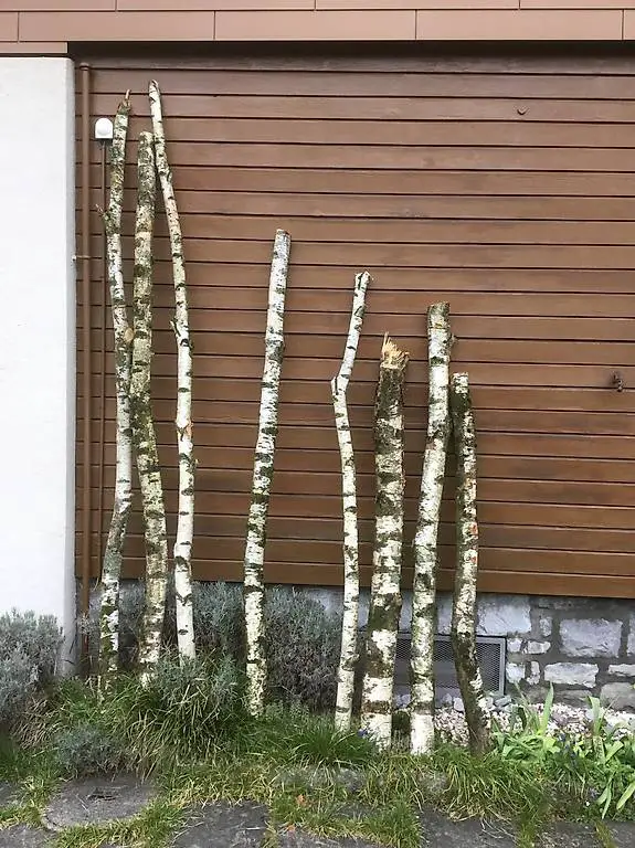 Birkenstämme, Birkenäste, Birkenholz zu verkaufen.