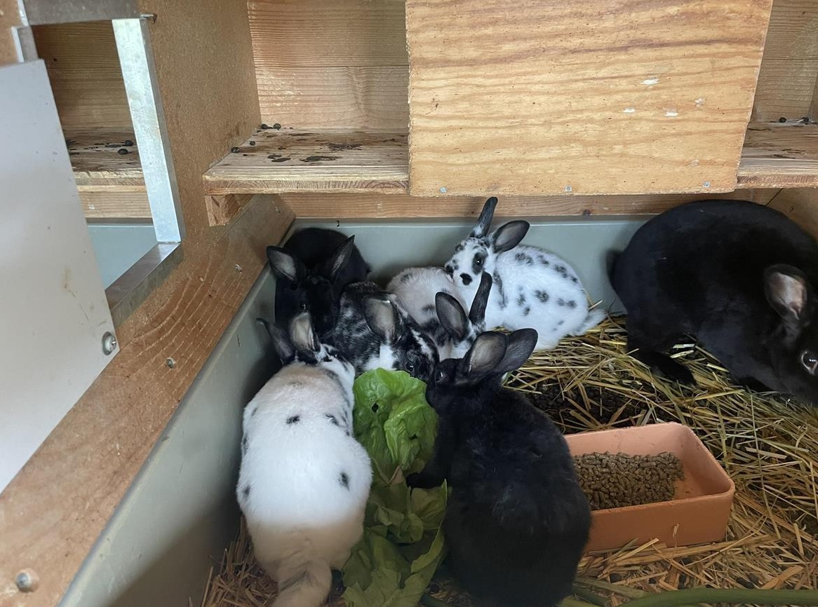 Klein-Rex Kaninchen zu verkaufen