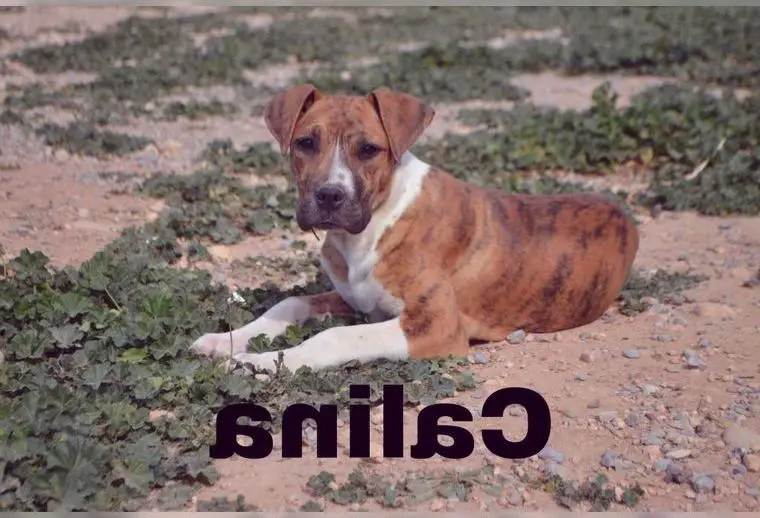 Wurf vom de la Teutones