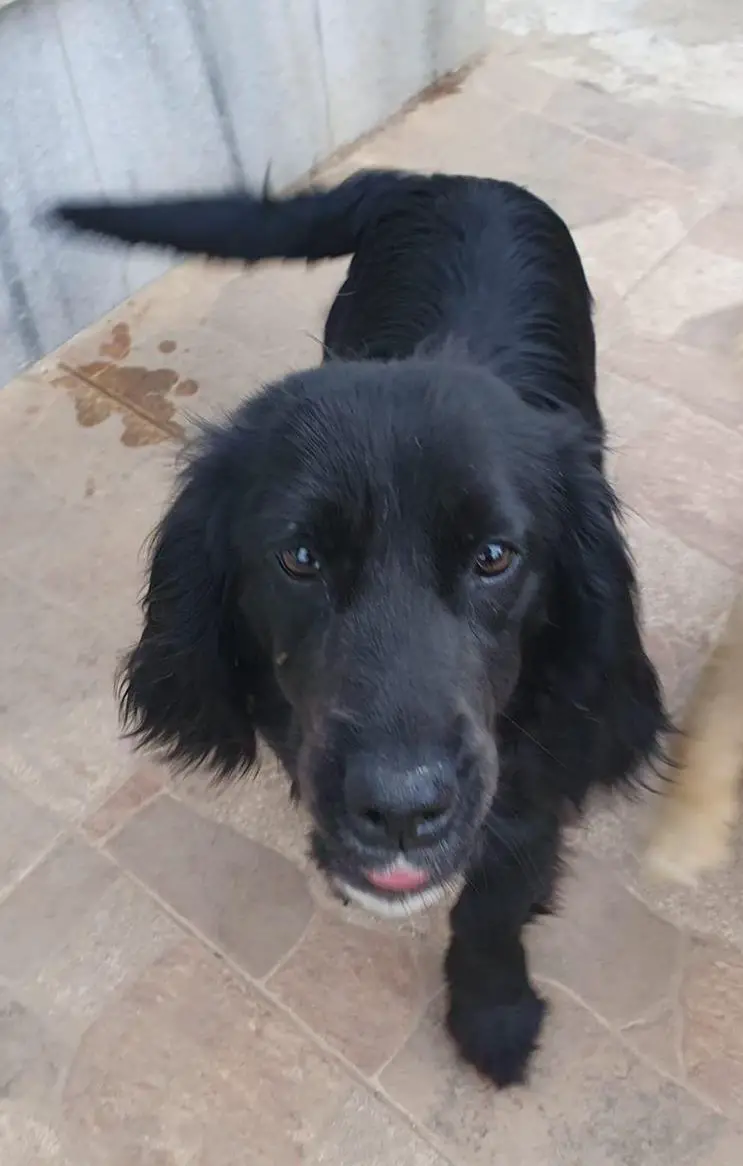 Cocker Spaniel Mischlingshündin sucht liebes Zuhause
