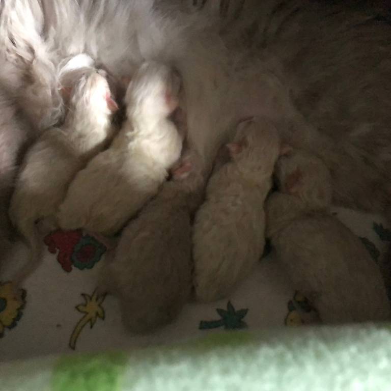 Ragdoll Babys