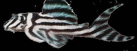 L46 Zebrawelse abzugeben