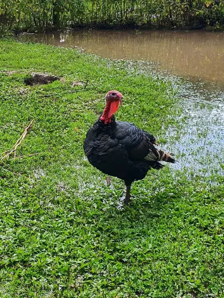 Bronzeputen Pärchen Truthahn Pute Puten Puter